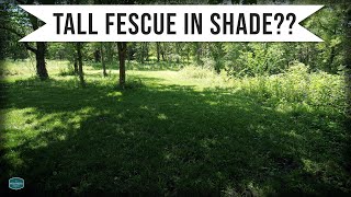 Tall Fescue Vs Fine Fescue In Shady LawnWhich Is BEST [upl. by Dnomaid]