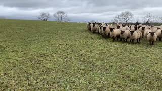 LOT 3  BOB  7224 Farmers Marts Dolgellau Online Sheepdog Auction [upl. by Peatroy539]