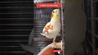 Cute Parrot Singing Like an Angel [upl. by Waneta]