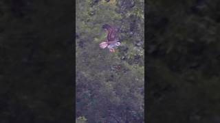 🦅 Osprey Family Update Chick Practicing Carrying Fish ospreys wildlife [upl. by Jonathan797]