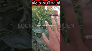 क्यों आती है मेरी छत पर ढेरों सब्जियांHow to grow vegetablesshortsKitchenTerraceGardening [upl. by Eimia604]