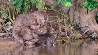 Showreel of Eurasian beaver Castor fiber material from Nick Upton River Otter Devon UK [upl. by Bengt]