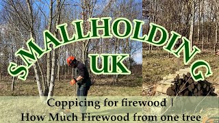 Coppicing for Firewood  How Much Firewood From One Tree [upl. by Peednas]