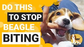 How to Train your Beagle Puppy to Stop Biting [upl. by Mossman]