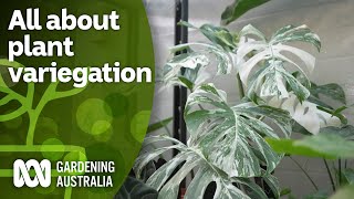 What is plant variegation How you can encourage it  Indoor Plants  Gardening Australia [upl. by Verdha646]