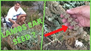 Collecting Harvesting Seed from Lambs Ear Stachys Byzantina [upl. by Chema653]