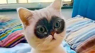 FUNNY CAT MEMES COMPILATION OF 2023 V12 [upl. by Dorahs367]