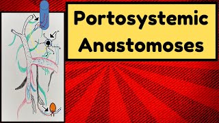 Portosystemic Anastomoses [upl. by Roy685]