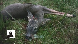 Sixth roebuck of the season 2011 Scotland Deer stalking  shooting  hunting [upl. by Kabob]