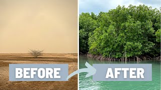 How to Plant a Mangrove Forest and Why it is Important  Mangrove of Casamance Senegal West Africa [upl. by Oderfodog]