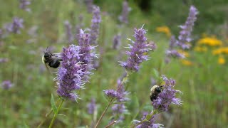 5 AGASTACHE NATIVE TO NORTH AMERICA [upl. by Barbi]