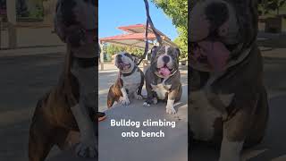 Olde english bulldogs resting in top of the bench bulldog oldeenglishbulldogge bullydogs [upl. by Riabuz]