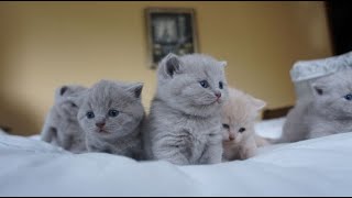 British Shorthair Kittens Compilation from Birth to 1 Month Old Outstanding Cats Cattery Litter A [upl. by Yeleen]