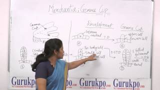 Marchantia by Dr Ruby Singh Biyani Girls College Jaipur Rajasthan 2014 [upl. by Nilerual]