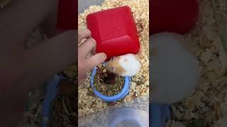 Anne hamster’a çaktırmadan yavruları kontrol edip kokunun kaynağını bulmam gerek😢 hamsters merak [upl. by Gerhard680]