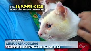 Voluntárias da Uespi se reúnem para acolher animais de rua e ajudar com mantimentos [upl. by Dlared]