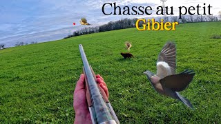 Chasse au petit gibier 26112023 [upl. by Willi]