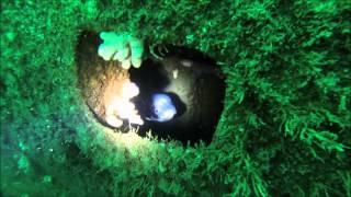 Scuba Diving m2 submarine Weymouth great vis [upl. by Asssilem]