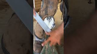 Horse Hoof trimming horseshoeing satisfying 🐎 horse hoofrestoration horsecare [upl. by Goldshlag550]