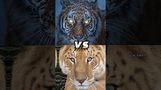 Tiger Vs Liger Leopard Jaguar Lion Top Biggest Cat shorts viral [upl. by Dionysus]