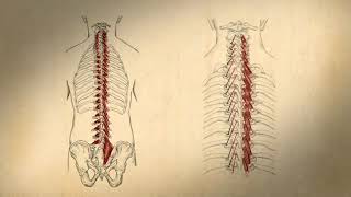 Transversospinalis Group [upl. by Middendorf]