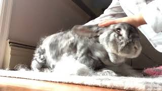 How to brush your Flemish Giant Rabbit  hair care [upl. by Cory]