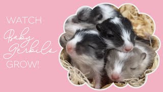 Gerbil Life Cycle — Watch Baby Gerbils Grow from Birth  8 Weeks Old [upl. by Stephani257]