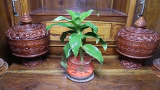 Growing Callisia Fragrans In Water [upl. by Gwenny]