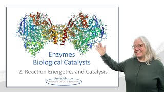 Enzymes  Biological Catalysts pt 2 reaction energetics [upl. by Caspar635]