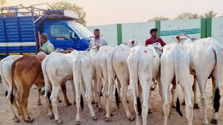 అయిజ గురువారం ఎద్దుల సంతbiggest milk teeth bulls market in ieejaindian ongole cattles marketbulls [upl. by Mistrot]