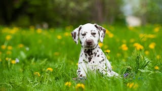 How to Train a Dalmatian for Agility Competitions [upl. by Grissom]