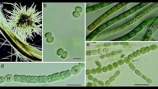 Cyanobacteria [upl. by Barlow926]