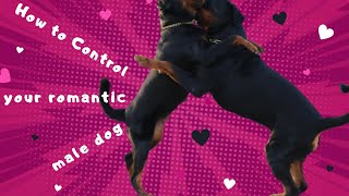 How To Handle Male Dog When Female is in Heat Rottweiler  Chatty Rotty IN TAMIL [upl. by Niuqaoj]