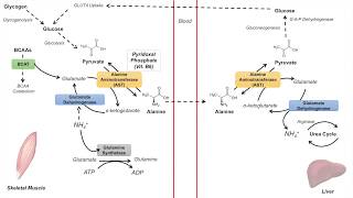 GlucoseAlanine Cycle  Cahill Cycle  Nitrogenous Waste Transport and Removal [upl. by Siouxie341]