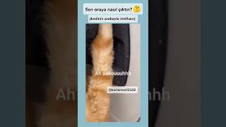 kedi türkçe konușuyor oynat bakalım keşfet keşfetbeniöneçıkar viralshort fypシ゚viral kartanesi [upl. by Acisey509]