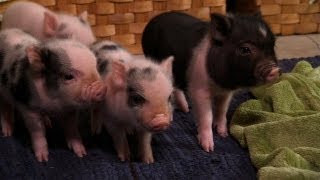 Perfectly Precious Potbelly Pigs  Too Cute [upl. by Lizned]