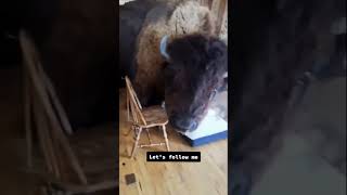 PET BISON 🦬 BROKE INTO MY HOUSE 🏡😱 bison pets ranch farm yellowstone montana buffalo [upl. by Kcirdaed]