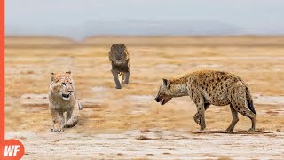 Hyena Attacks Lion Cub and Quickly Regrets It [upl. by Noiek]