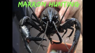 Marron Season 2021 First Trip  How to Catch Marron [upl. by Nahshu620]