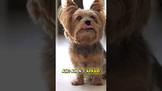 5 LOUDEST Dog Breeds Youll Want to Hear [upl. by Zarla891]