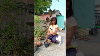 Rubber Plant Repotting plantscorner shorts youtubeshorts rubberplant gardening [upl. by Koeppel263]