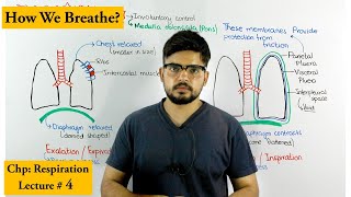 Mechanism of breathing  Inhalation amp Exhalation [upl. by Cowey]