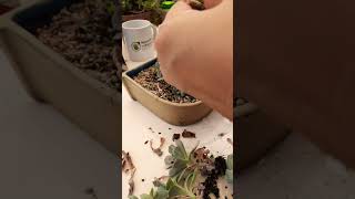 Repotting succulents Succulent plant succulents plants cactus propagation homegarden tips [upl. by Fonz]