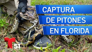 Empieza la competencia de captura de pitones en Everglades con hasta 10000 [upl. by Rybma]