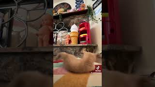 Please watch Scoobert catshorts catmeme meme cat catcat cute catsruleeverythingaroundme [upl. by Ahsei]