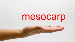 How to Pronounce mesocarp  American English [upl. by Pazit]