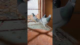 Pigeon Diary [upl. by Gabi]