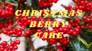 HOW TO GROW amp CARE FOR ARDISIA CRENATA  COMPLETE CARE GUIDE ON CHRISTMAS BERRY INTERESTING FACTS [upl. by Annawat396]