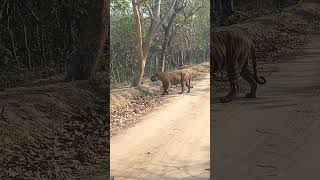 Pilibhit tiger reserve safari [upl. by Eerahc4]