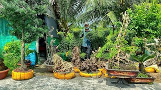 Cây cảnh đa dạng 57 Hùng 0967138038 chào bán nhiều loại kiểng bonsai thành phẩm và phôi [upl. by Kolb]